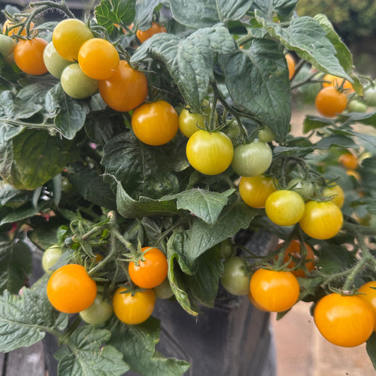 Tomato Seeds - Aztek Micro Dwarf Tomato Seeds: 25-30cm tall | For Patios, Containers, Balconies &6 Baskets | Tiny Yellow Sweet Fruits | 15 Seeds in Pictorial Packet With Growing Instructions | Always Dispatched Next Business Day