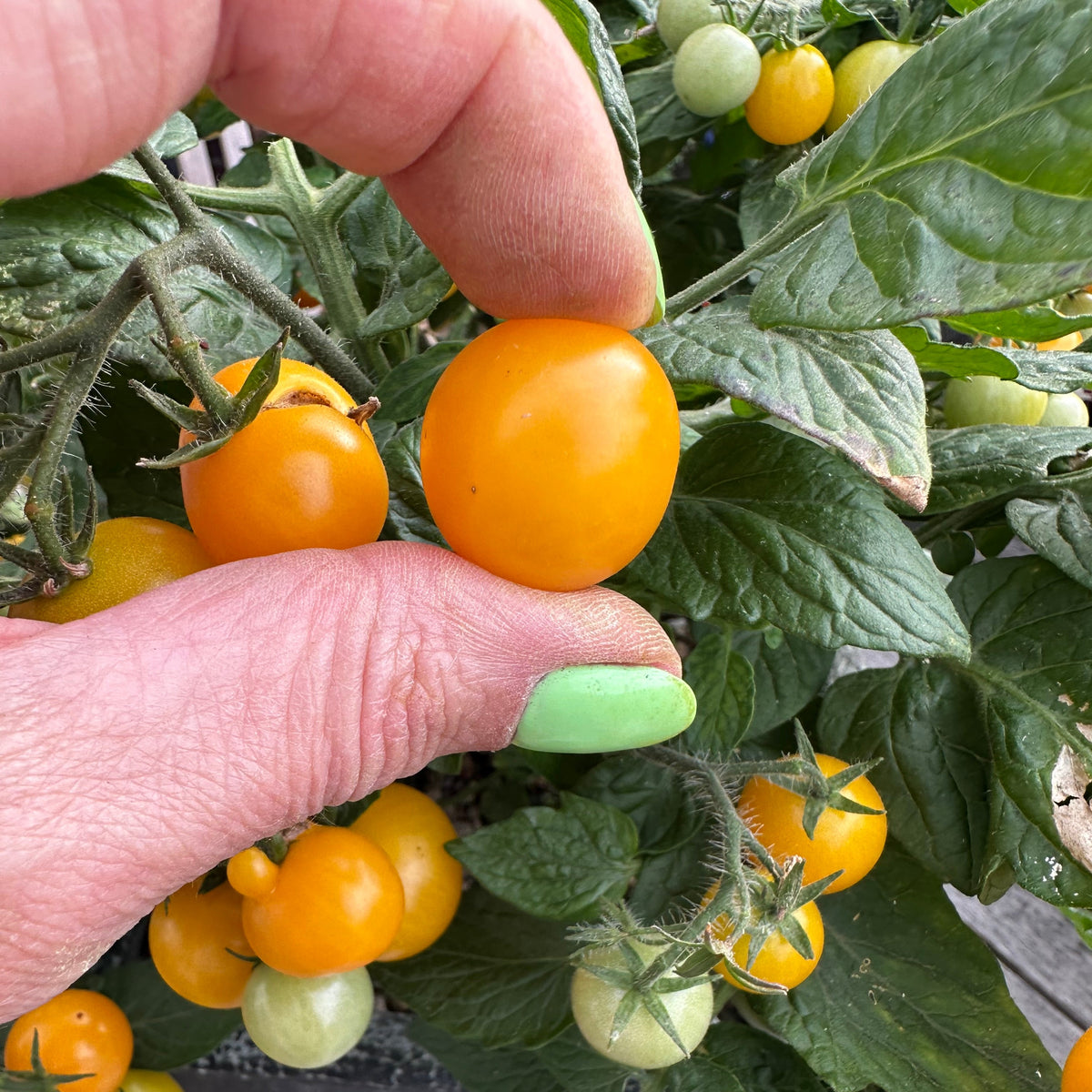 Tomato Seeds - Aztek Micro Dwarf Tomato Seeds: 25-30cm tall | For Patios, Containers, Balconies &6 Baskets | Tiny Yellow Sweet Fruits | 15 Seeds in Pictorial Packet With Growing Instructions | Always Dispatched Next Business Day
