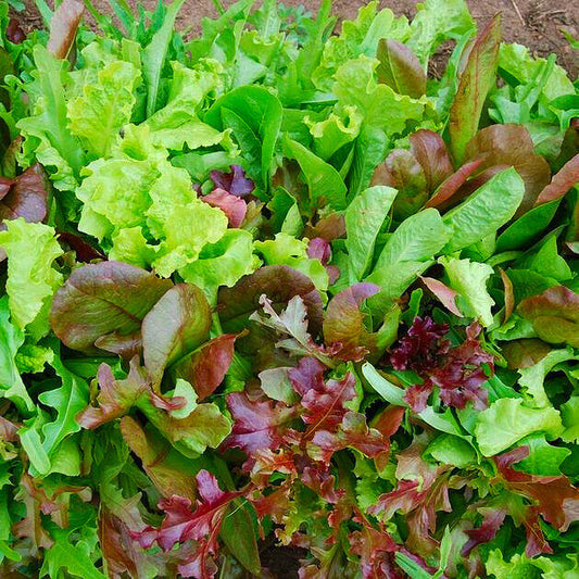 Italian Mix Baby Leaf Salad Seeds | 600 Seeds in Pictorial Packet With Growing Instructions | Always Dispatched Next Business Day