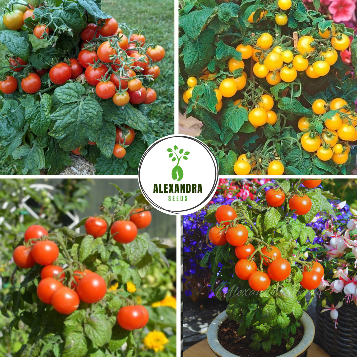 Tomato Seeds Bundle - Tiny Micro Tomatoes, Great for Small Pots, Patios, Balconies, Containers, Hanging Baskets & Windowsills | Bundle Savings | In Pictorial Packets With Growing Instructions | Always Dispatched Next Business Day