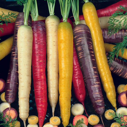 Carrot Seeds - Rainbow Mix, 300 Vegetable Seeds | Mixed Colours, Purple, Red, Yellow, White, Scarlet | Pictorial Packet With Growing Instructions | Always Dispatched Next Business Day