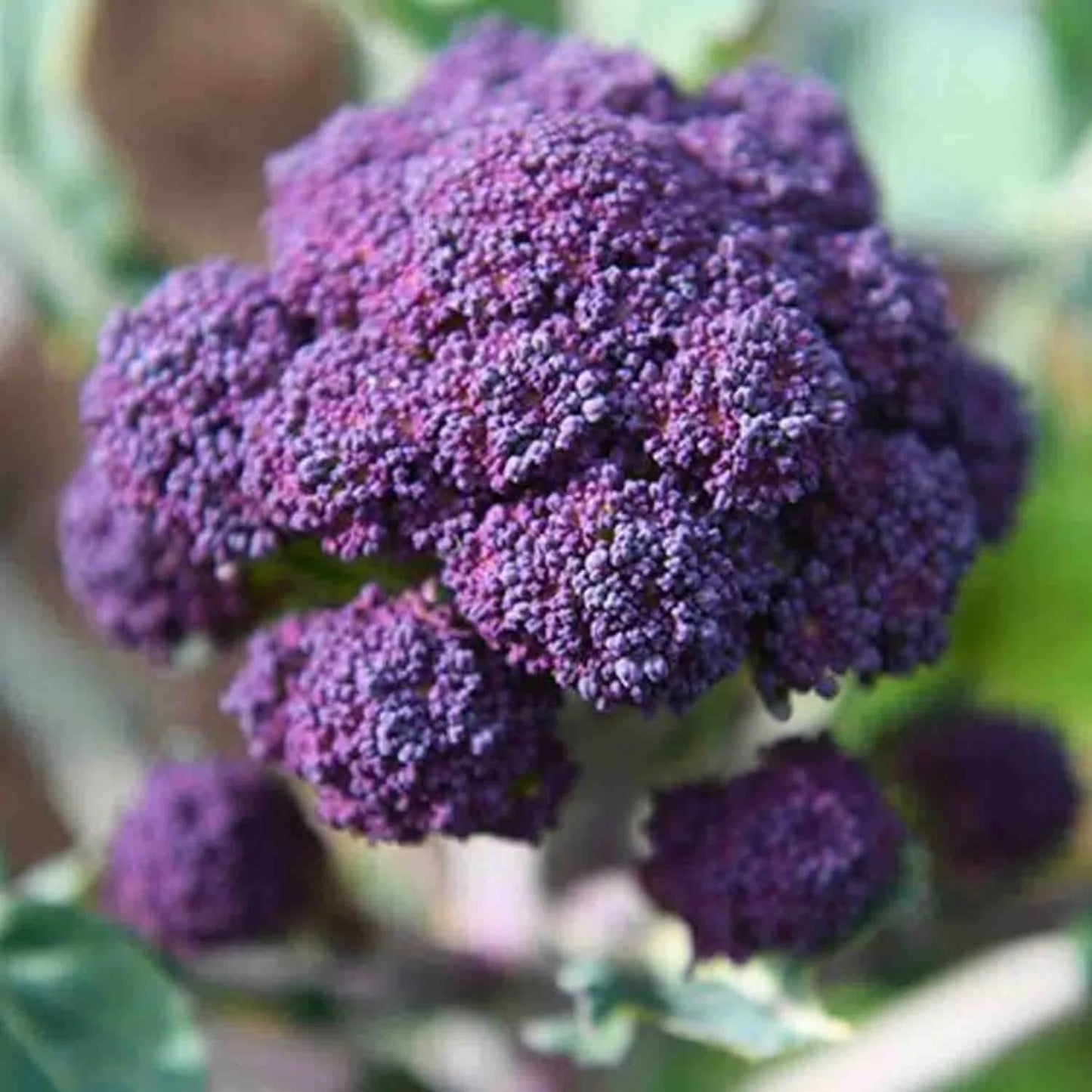 Purple Sprouting Broccoli Seeds: Winter Hardy, Early Variety | 250 Vegetable Seeds in Pictorial Packet With Growing Instructions | Always Next Business Day Dispatch