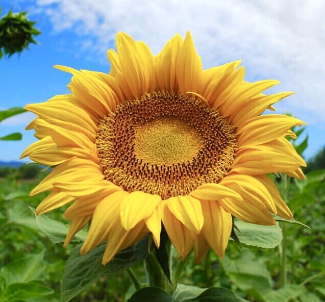 Sunflower Seeds For Growing 20 - 7500 Seeds | Giant Sunflowers, Single Flower up to 12ft Tall | Fast Growing | In Pictorial Packet With Growing Instructions | Always Dispatched Next Business Day