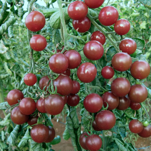 Tomato Seeds - Black Opal  | Premium Dark Cherry Heritage Variety | Always Dispatched Next Business Day