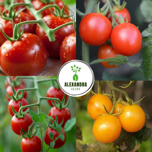 Tomato Seeds Bundle 4 Pack | Yellow Sunbaby, Piccolo, Gardener's Delight, Cherry Rubinka Tomatoes | In Pictorial Packet With Growing Instructions | Always Dispatched Next Business Day