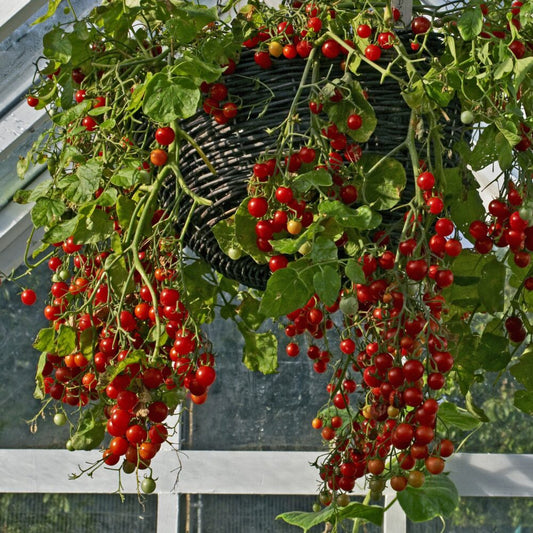 Tomato seeds - Tumbling Tom | Cascading Tomatoes for Containers, Pots, Patios, Balconies, Small Spaces | Always Dispatched Next Business Day