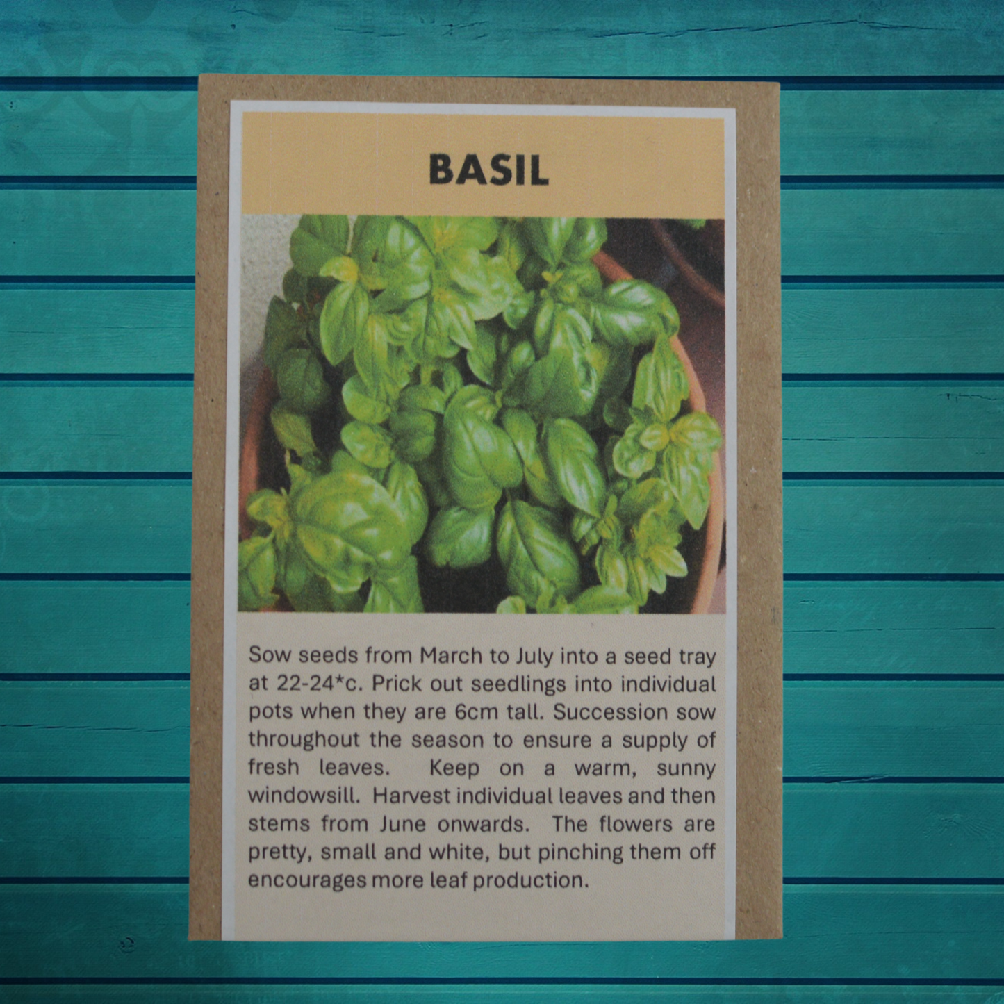 Indoor Gardening Seed Gift Set – Grow Herbs, Tomatoes & Spring Onions on Your Windowsill