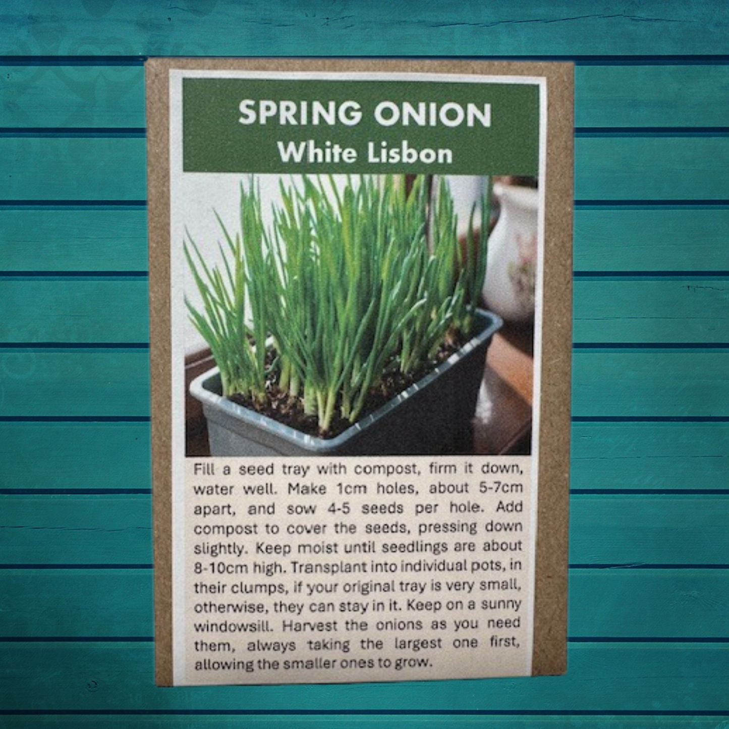 Indoor Gardening Seed Gift Set – Grow Herbs, Tomatoes & Spring Onions on Your Windowsill