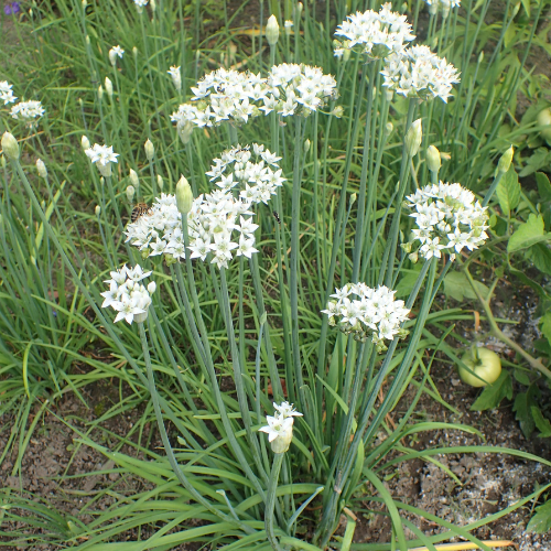 Garlic Chive Seeds | 100 Premium Heritage Seeds | Chinese Chives in Pictorial Packet | Always Dispatched Next Business Day