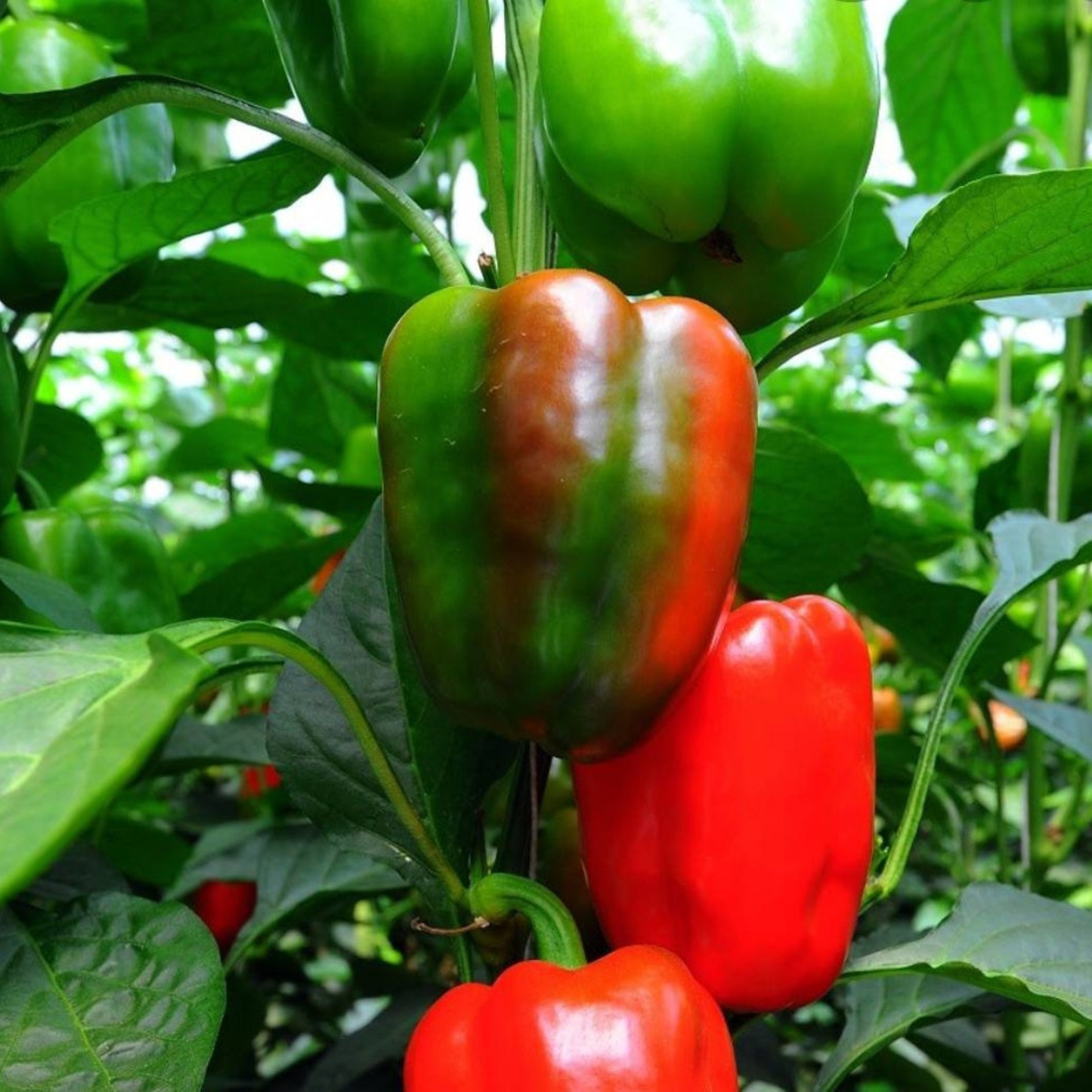 California Wonder Heritage Bell Pepper Seeds | 25 Premium Seeds in Pictorial Packet With Growing Instructions | Always Dispatched Next Business Day