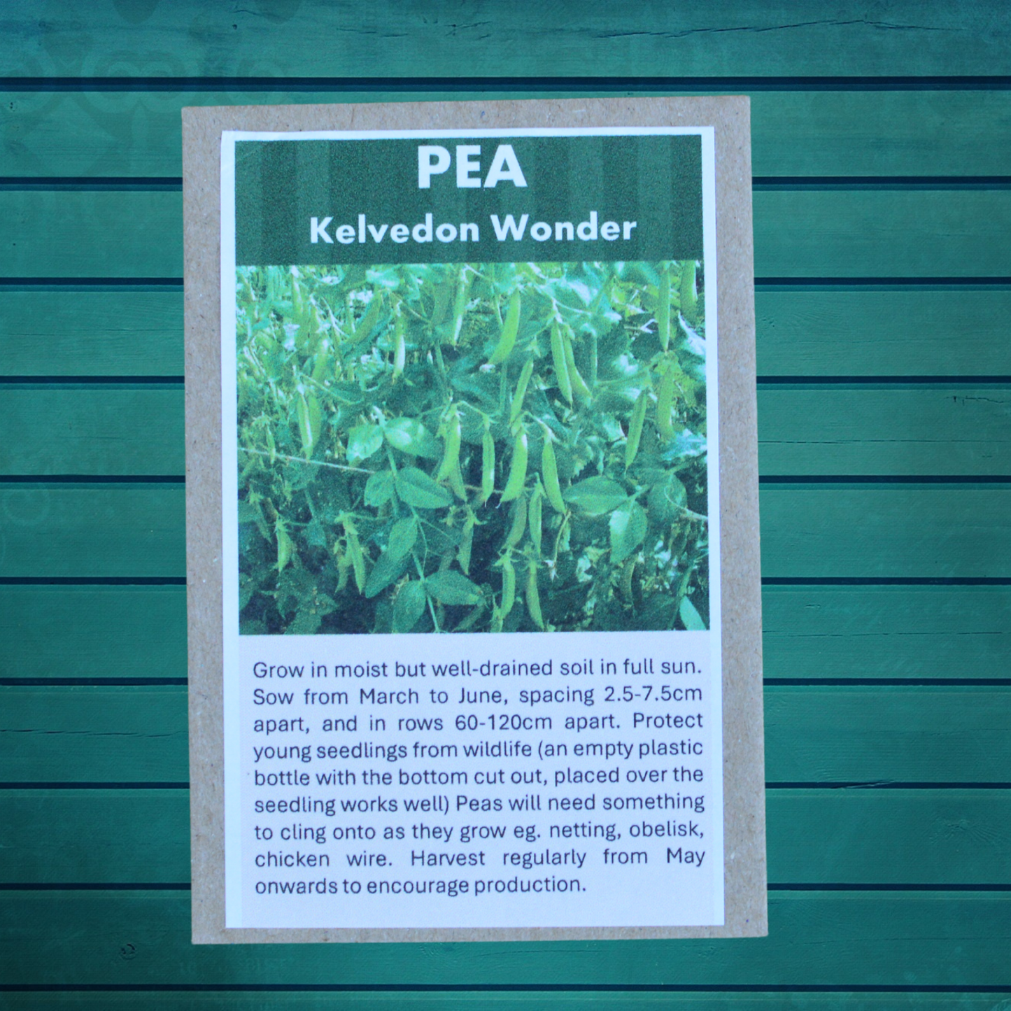 Allotment Gardener Gift Set – Premium Vegetable Seed Collection  Perfect for Allotments | Eco-Friendly Gift | Always Dispatched Next Business Day