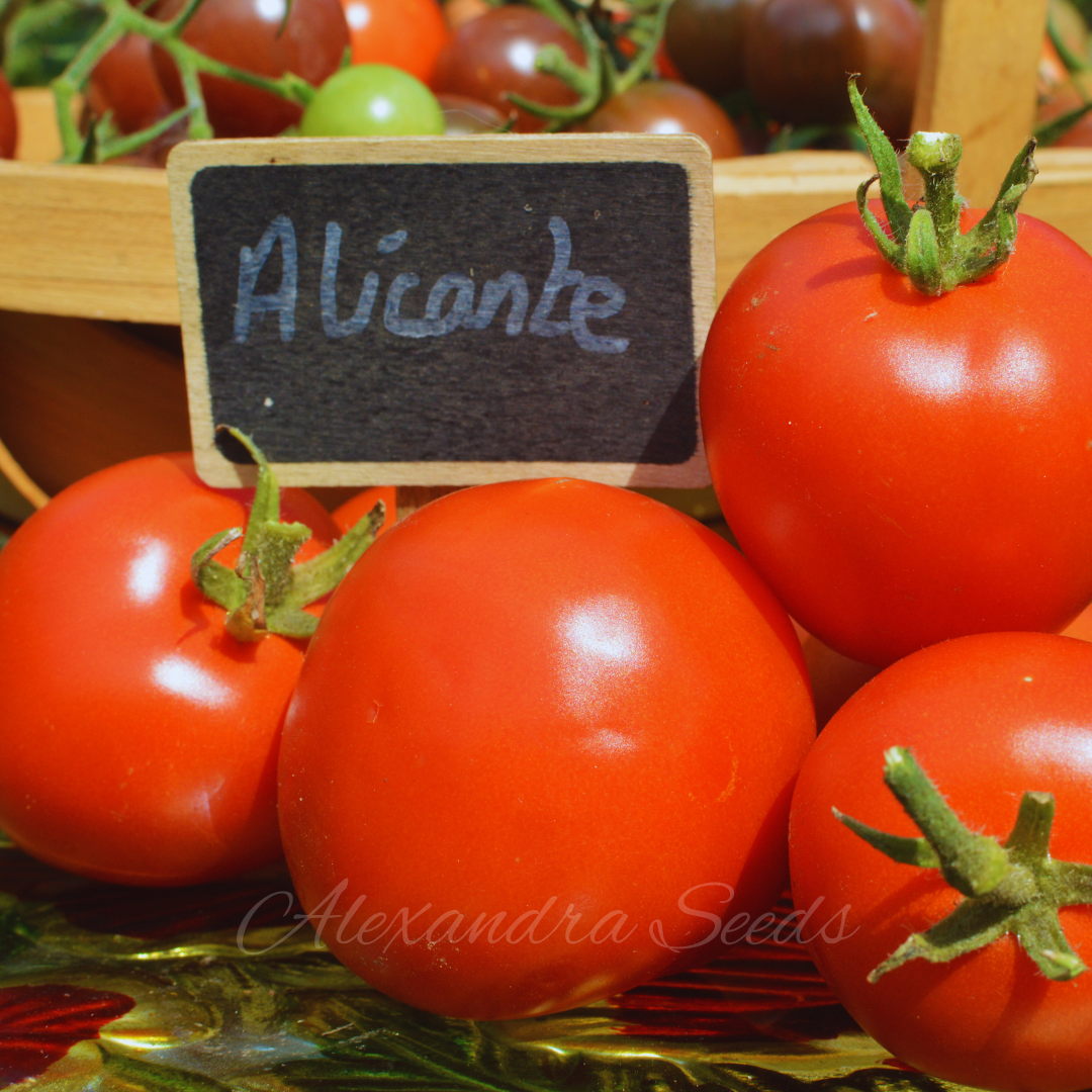 Tomato Seeds - Alicante Heirloom Tomatoes | Sweet & Juicy | 30 Seeds In Pictorial Packet With Growing Instructions | Always Dispatched Next Business Day