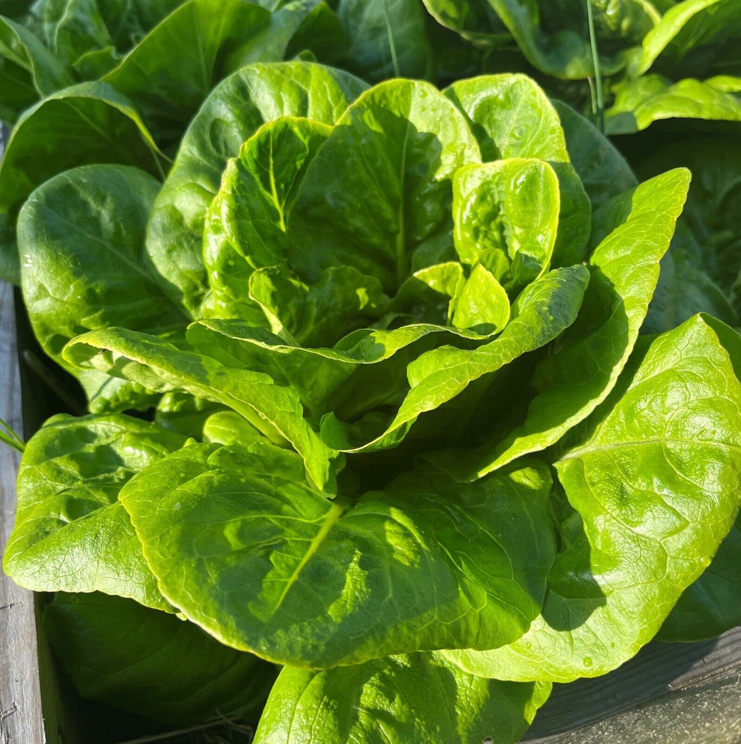 Butterhead All Year Round Heritage Lettuce Seeds |  1200 seeds in Picture Packet With Growing Instructions | Always Dispatched Next Business Day