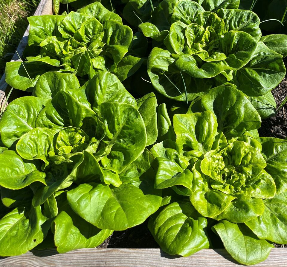 Butterhead All Year Round Heritage Lettuce Seeds |  1200 seeds in Picture Packet With Growing Instructions | Always Dispatched Next Business Day