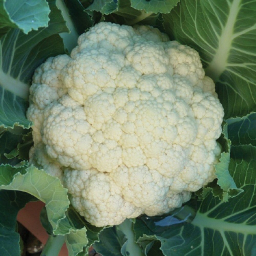 Cauliflower Seeds 'All Year Round' | Hardy Vegetable, Large Heads | 250 Seeds in Pictorial Packet With Growing Instructions | Always Dispatched Next Business Day