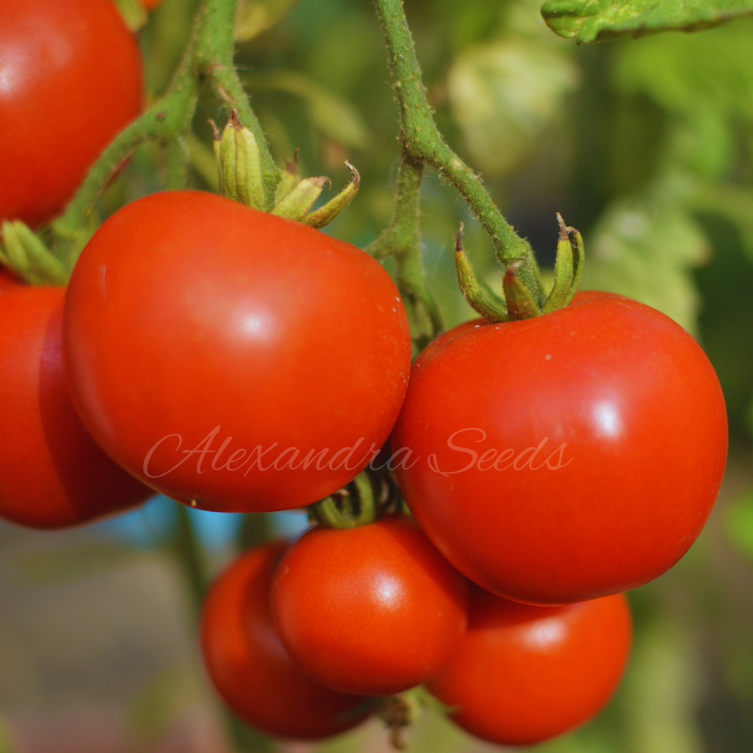 Tomato Seeds - Amateur | 30 Seeds in Pictorial Packet With Growing Instructions | Always Dispatched Next Business Day