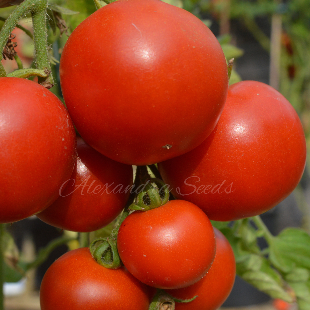 Tomato Seeds - Amateur | 30 Seeds in Pictorial Packet With Growing Instructions | Always Dispatched Next Business Day