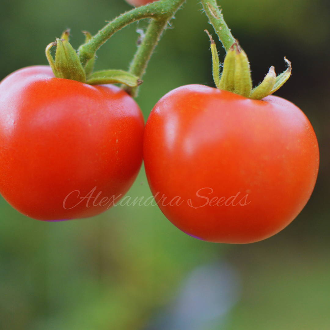 Tomato Seeds - Amateur | 30 Seeds in Pictorial Packet With Growing Instructions | Always Dispatched Next Business Day