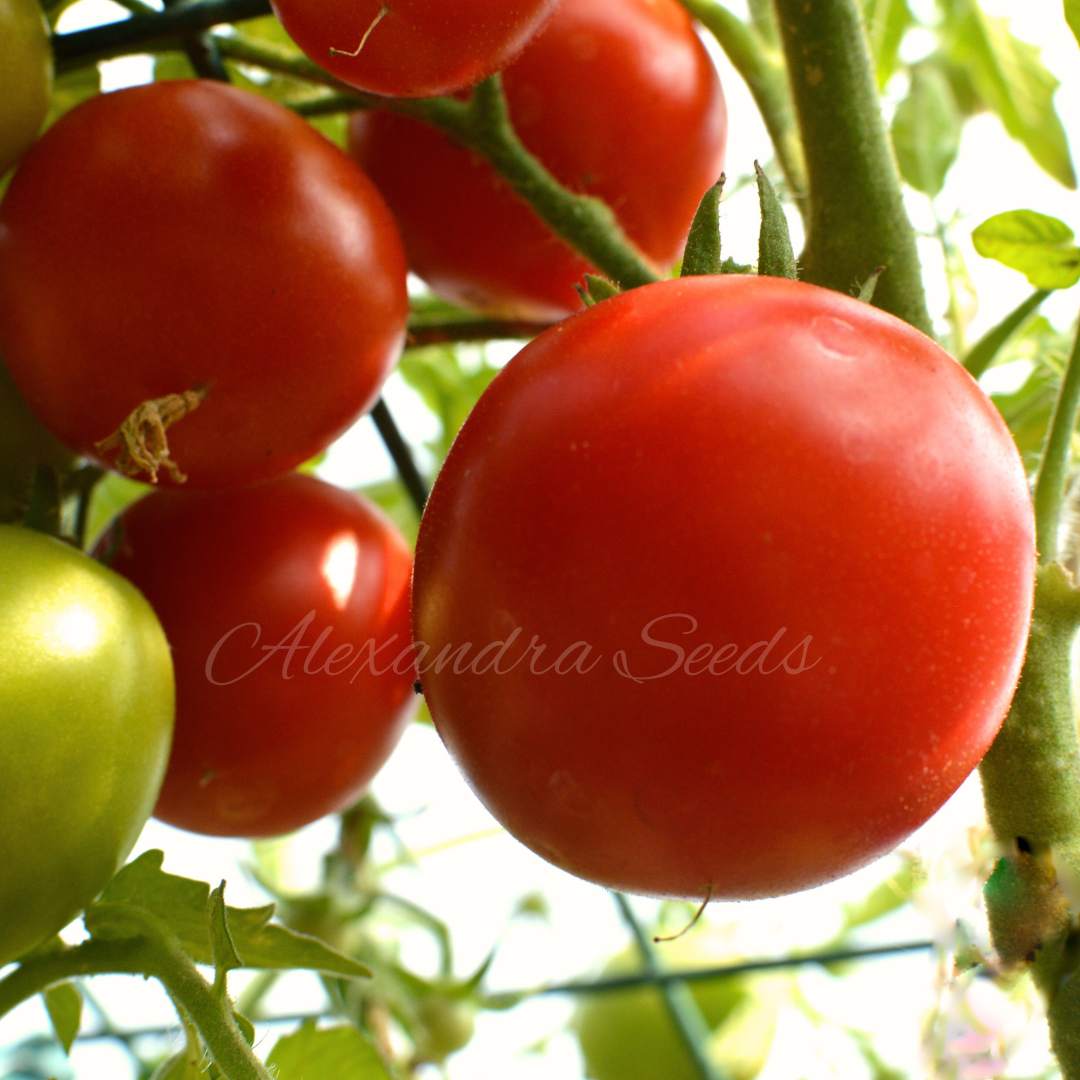 Tomato Seeds - Amateur | 30 Seeds in Pictorial Packet With Growing Instructions | Always Dispatched Next Business Day