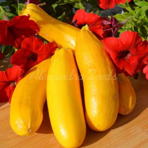Courgette - Yellow Atena Polka F1 Seeds | Prolific Grower | 12 Yellow Zucchini Seeds in Pictorial Packet With 6Growing Instructions | Always Dispatched Next Business Day