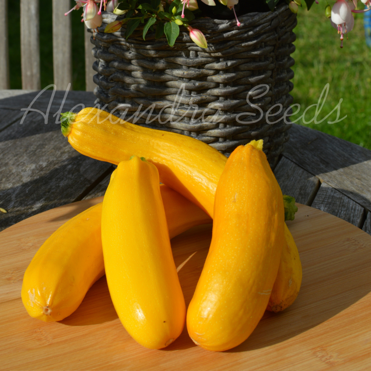 Courgette - Yellow Atena Polka F1 Seeds | Prolific Grower | 12 Yellow Zucchini Seeds in Pictorial Packet With 6Growing Instructions | Always Dispatched Next Business Day