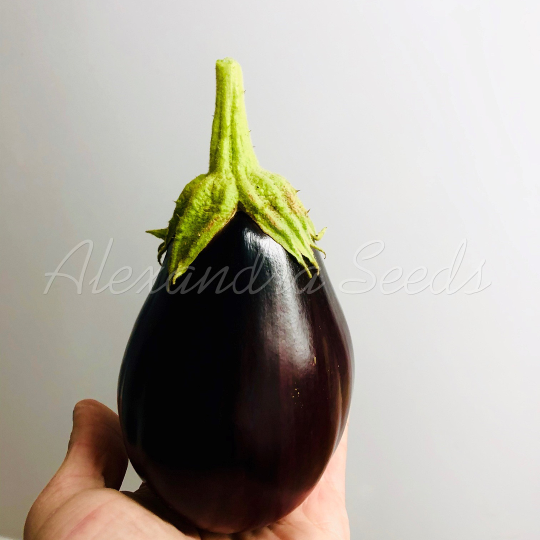 Aubergine Seeds - Heritage Black Beauty Eggplant | 150 Seeds in Pictorial Packet With Growing Instructions | Always Dispatched Next Business Day