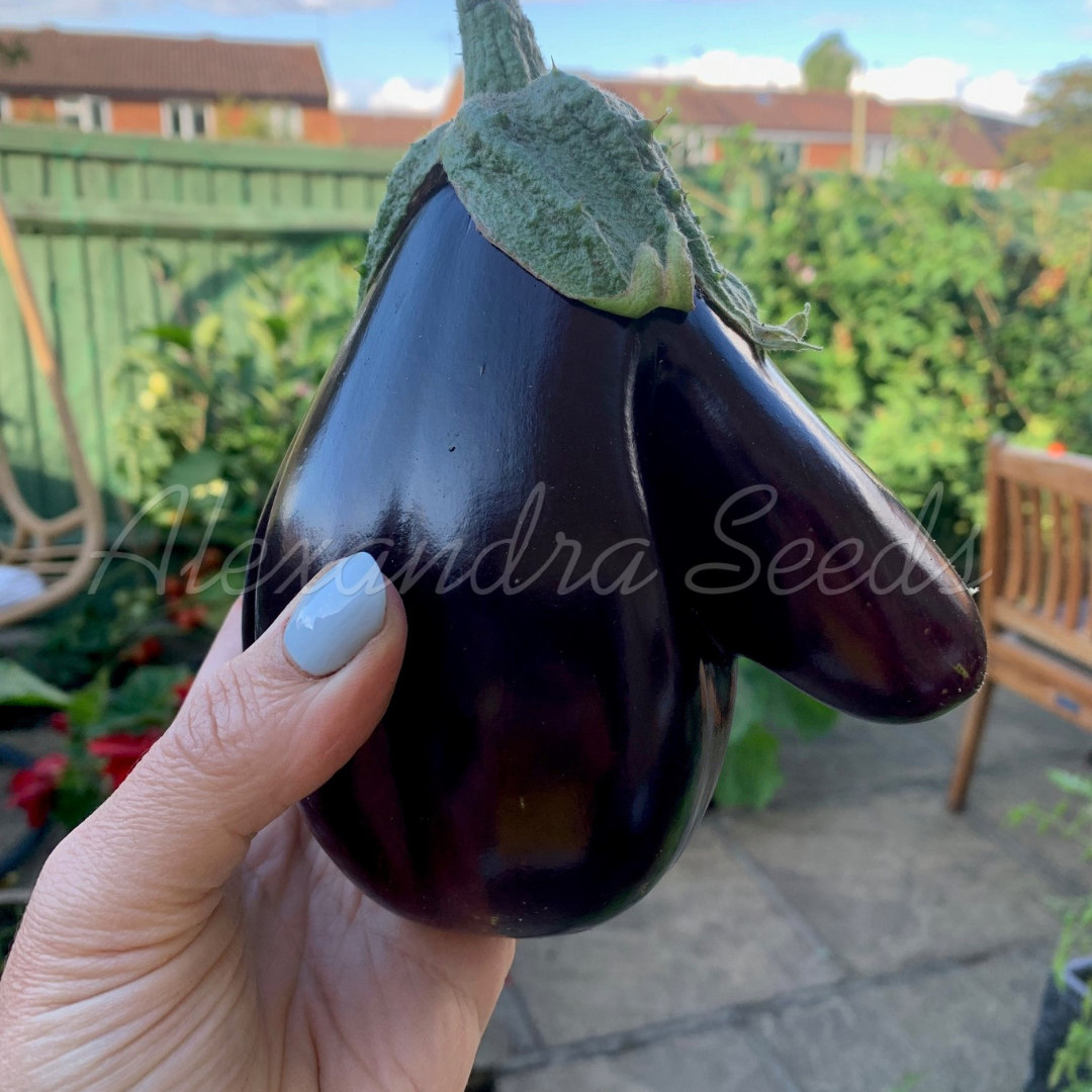 Aubergine Seeds - Heritage Black Beauty Eggplant | 150 Seeds in Pictorial Packet With Growing Instructions | Always Dispatched Next Business Day