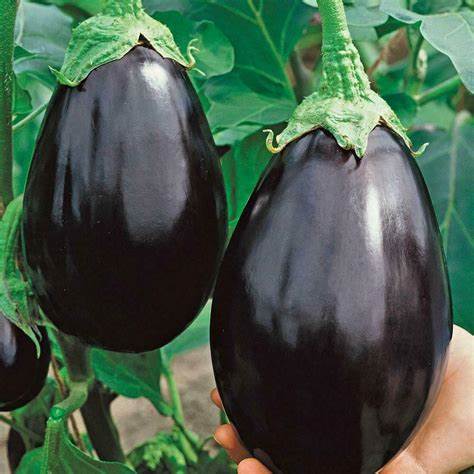Aubergine Seeds - Heritage Black Beauty Eggplant | 150 Seeds in Pictorial Packet With Growing Instructions | Always Dispatched Next Business Day