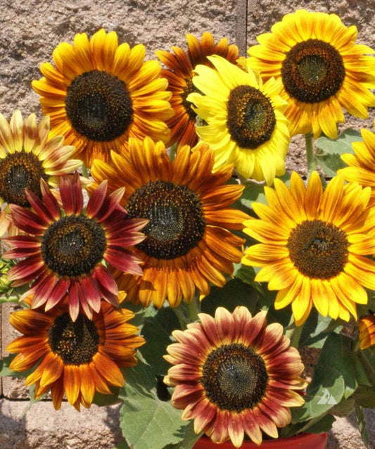 50 Premium Heritage Autumn Beauty Sunflower Seeds | In Pictorial Packet With Growing Instructions | Always Dispatched Next Business Day