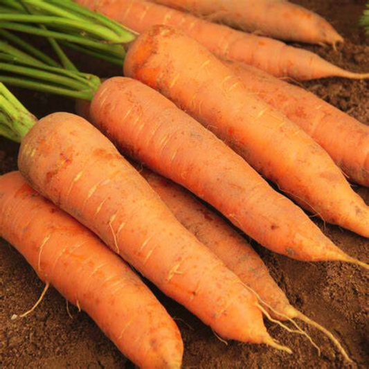 Carrot 'Autumn King 2' 1000 Vegetable Seeds in Pictorial Packet With Growing Instructions | Always Dispatched Next Business Day