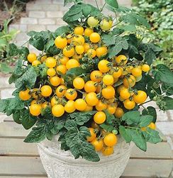 Tomato Seeds - Aztek Micro Dwarf Tomato Seeds: 25-30cm tall | For Patios, Containers, Balconies &6 Baskets | Tiny Yellow Sweet Fruits | 15 Seeds in Pictorial Packet With Growing Instructions | Always Dispatched Next Business Day