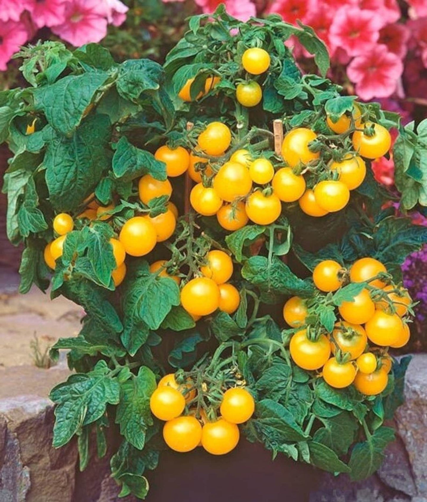 Tomato Seeds - Aztek Micro Dwarf Tomato Seeds: 25-30cm tall | For Patios, Containers, Balconies &6 Baskets | Tiny Yellow Sweet Fruits | 15 Seeds in Pictorial Packet With Growing Instructions | Always Dispatched Next Business Day