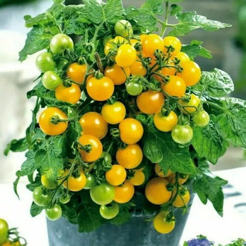 Tomato Seeds - Aztek Micro Dwarf Tomato Seeds: 25-30cm tall | For Patios, Containers, Balconies &6 Baskets | Tiny Yellow Sweet Fruits | 15 Seeds in Pictorial Packet With Growing Instructions | Always Dispatched Next Business Day