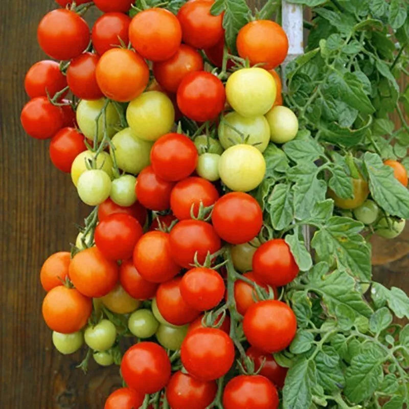 Tomato Seeds for Baskets, Hanging Baskets, Pots, Containers, Patios, Small Spaces | 15  Seeds 'Bajaja' Dwarf Tomatoes in Pictorial Packet With Growing Instructions | Always Dispatched Next Business Day