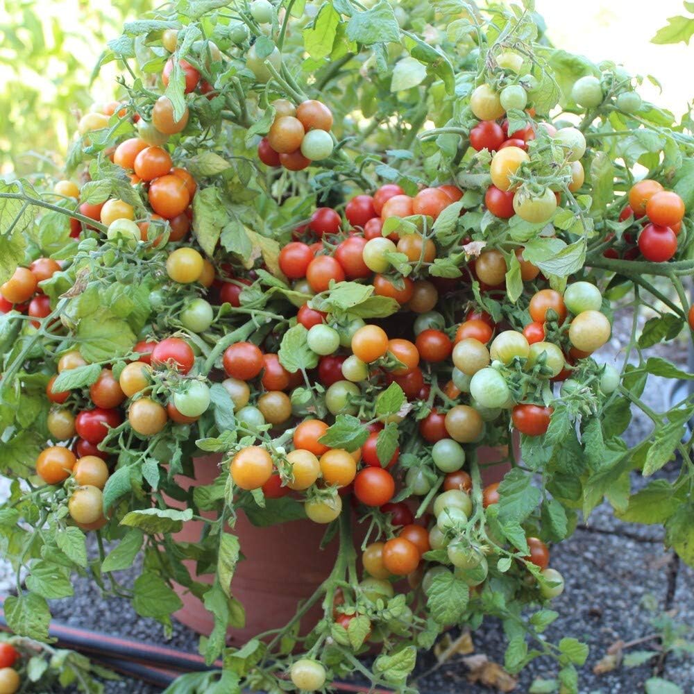 Tomato Seeds for Baskets, Hanging Baskets, Pots, Containers, Patios, Small Spaces | 15  Seeds 'Bajaja' Dwarf Tomatoes in Pictorial Packet With Growing Instructions | Always Dispatched Next Business Day