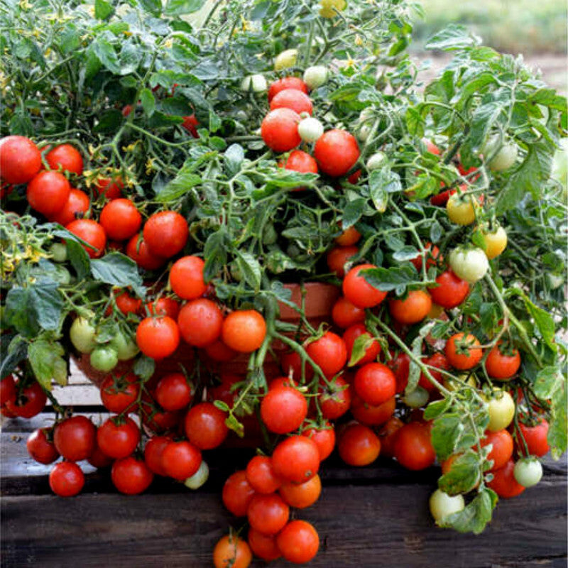 Tomato Seeds for Baskets, Hanging Baskets, Pots, Containers, Patios, Small Spaces | 15  Seeds 'Bajaja' Dwarf Tomatoes in Pictorial Packet With Growing Instructions | Always Dispatched Next Business Day
