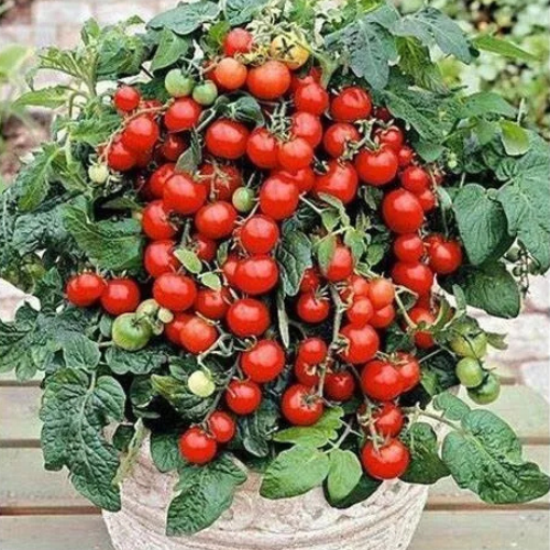 Tomato Seeds for Baskets, Hanging Baskets, Pots, Containers, Patios, Small Spaces | 15  Seeds 'Bajaja' Dwarf Tomatoes in Pictorial Packet With Growing Instructions | Always Dispatched Next Business Day