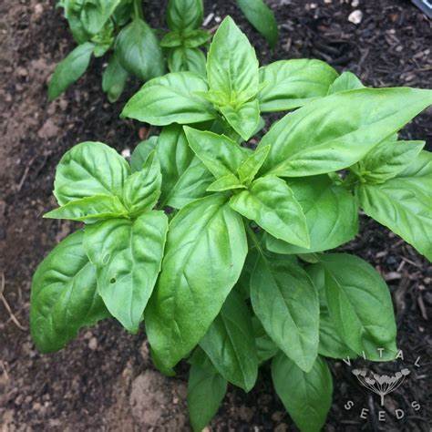 Organic Sweet Basil Genovese Herb Seeds | 800 Seeds in Pictorial Packet With Growing Instructions | Always Dispatched Next Business Day