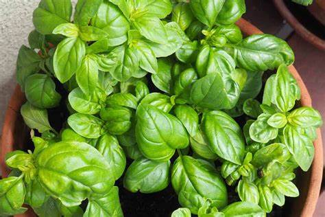 Organic Sweet Basil Genovese Herb Seeds | 800 Seeds in Pictorial Packet With Growing Instructions | Always Dispatched Next Business Day