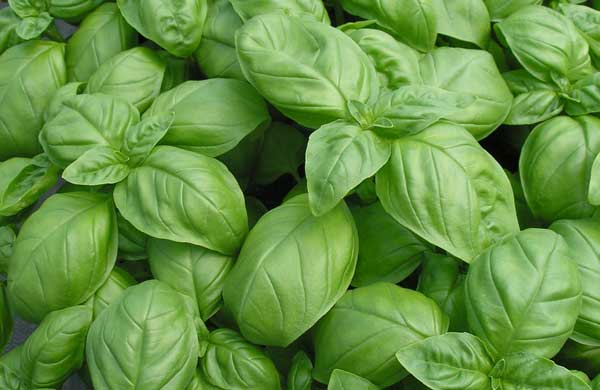 Organic Sweet Basil Genovese Herb Seeds | 800 Seeds in Pictorial Packet With Growing Instructions | Always Dispatched Next Business Day