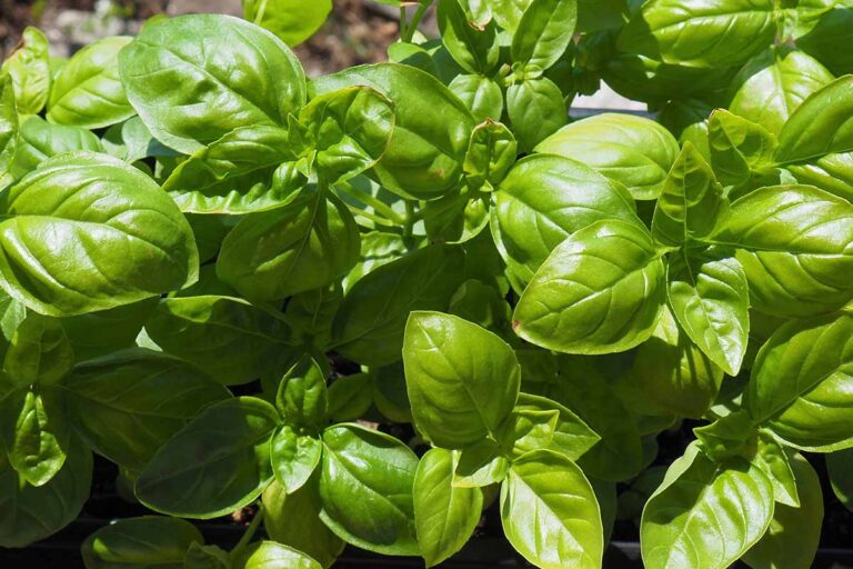 Organic Sweet Basil Genovese Herb Seeds | 800 Seeds in Pictorial Packet With Growing Instructions | Always Dispatched Next Business Day