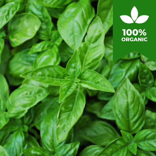 Organic Herb Salad Seeds Bundle | Basil, Baby Leaf, Parsley, Lollo Rossa, Wild Rocket | 3500 Seeds in Six Pictorial Packets With Growing Instructions | Always Dispatched Next Business Day