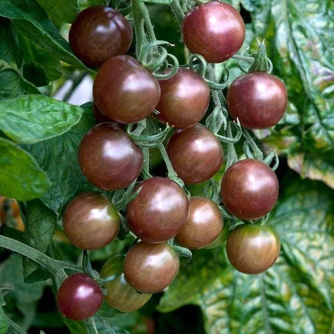 Tomato Seeds - Black Opal  | Premium Dark Cherry Heritage Variety | Always Dispatched Next Business Day