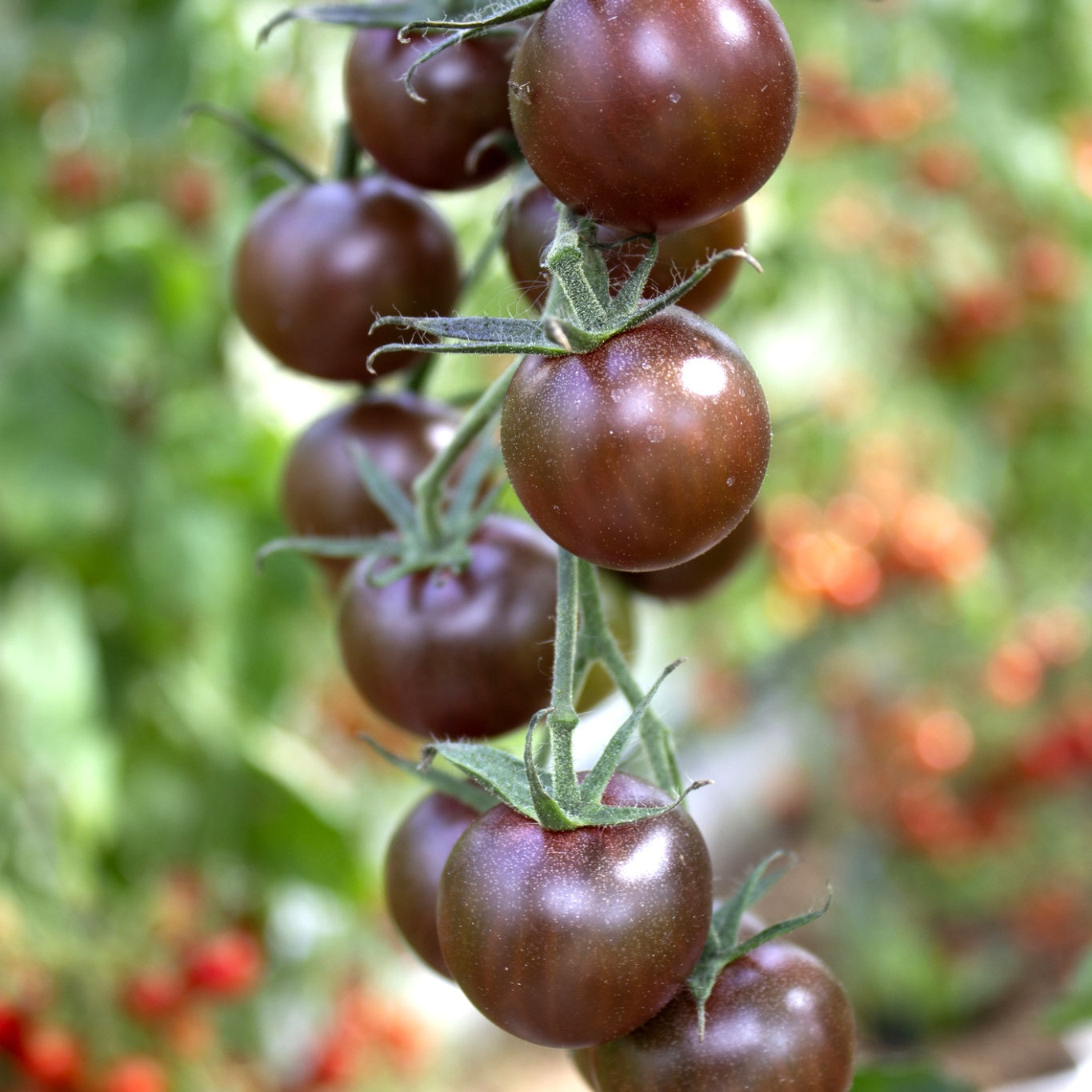 Tomato Seeds - Black Opal  | Premium Dark Cherry Heritage Variety | Always Dispatched Next Business Day