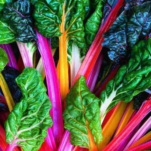 Rainbow Swiss Chard Seeds - Bright Lights - Colourful Vegetable (20-370 Seeds) | Always Dispatched Next Business Day