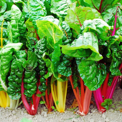 Rainbow Swiss Chard Seeds - Bright Lights - Colourful Vegetable (20-370 Seeds) | Always Dispatched Next Business Day