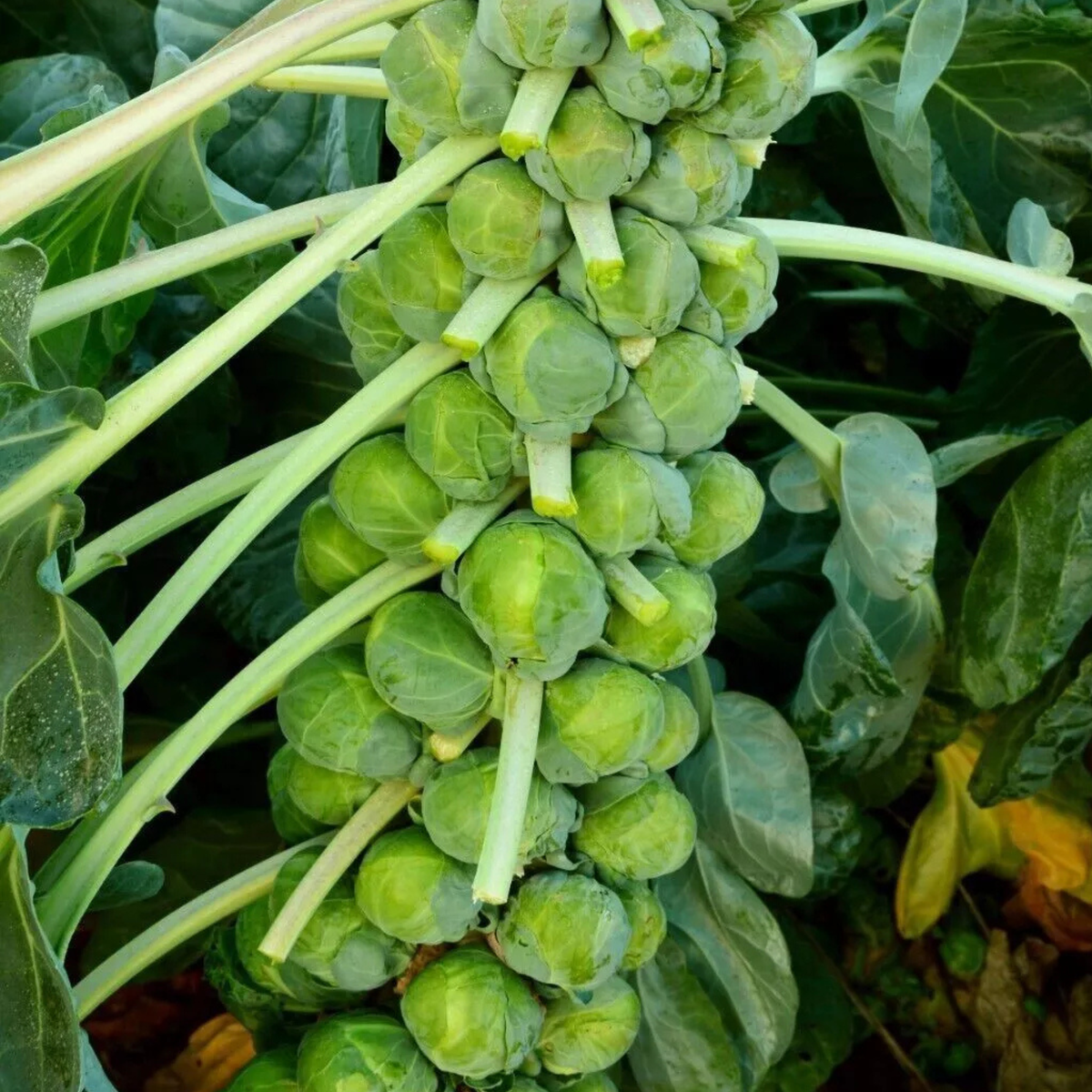 Brussel Sprouts Vegetable Seeds | Heritage 'Evesham Special' 150 Brussels Sprout Seeds in Pictorial Packet With Growing Instructions | Always Dispatched Next Business Day