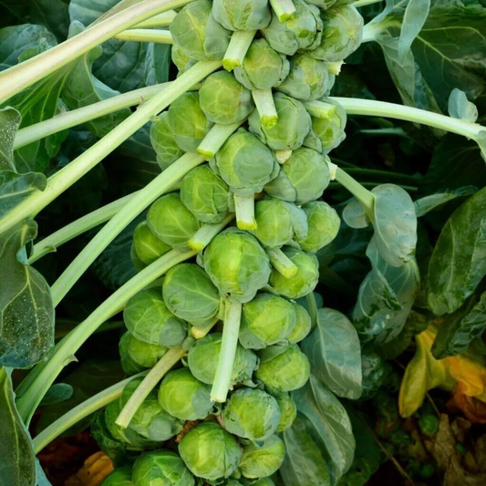 Brussel Sprouts Vegetable Seeds | Heritage 'Evesham Special' 150 Brussels Sprout Seeds in Pictorial Packet With Growing Instructions | Always Dispatched Next Business Day