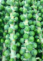 Brussel Sprouts Vegetable Seeds | Heritage 'Evesham Special' 150 Brussels Sprout Seeds in Pictorial Packet With Growing Instructions | Always Dispatched Next Business Day