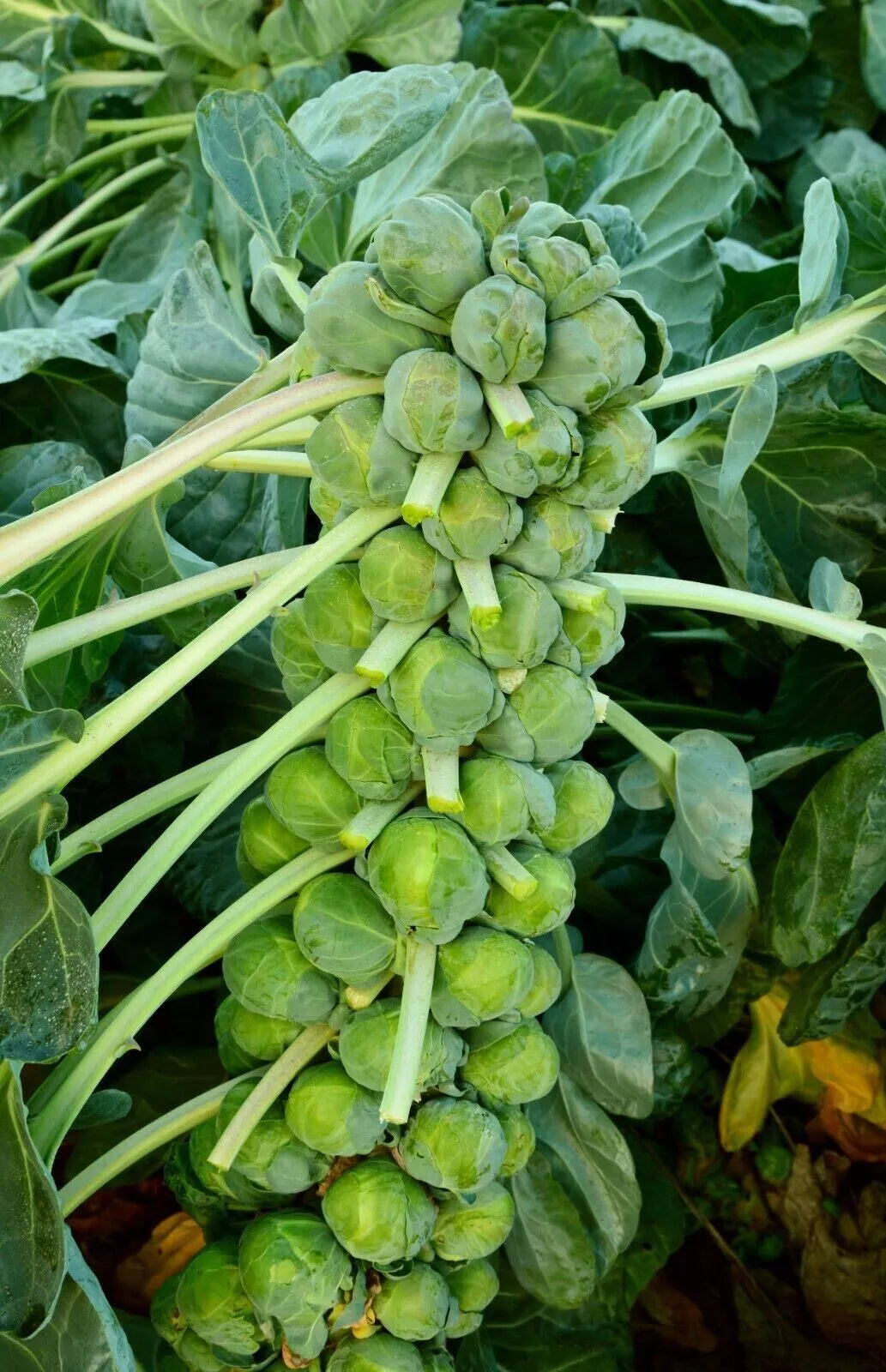 Brussel Sprouts Vegetable Seeds | Heritage 'Evesham Special' 150 Brussels Sprout Seeds in Pictorial Packet With Growing Instructions | Always Dispatched Next Business Day